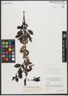Foto von Salix L.